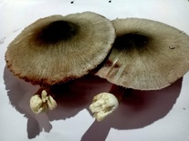 Paddy Straw Mushroom(খড় ছাতু)