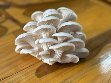 Oyster Mushroom