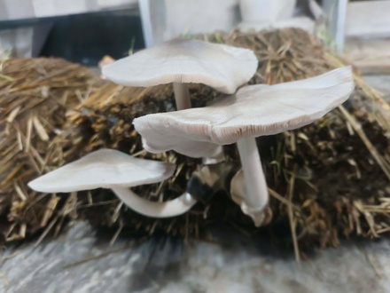 Paddy Straw Mushroom(খড় ছাতু)