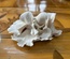 Oyster Mushroom