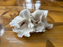 Oyster Mushroom
