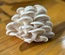 Oyster Mushroom